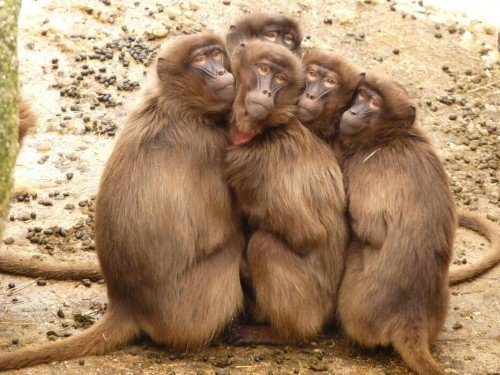 From Policy to Action: How Animal Protection Works Today