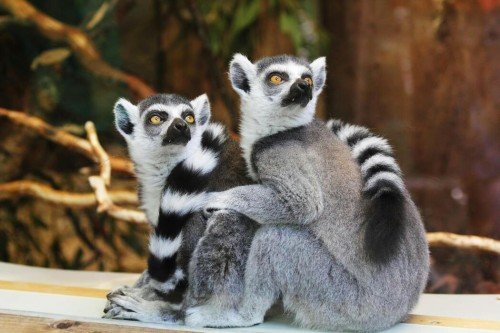 Cosa Dovresti Sapere sul Benessere Animale. Fatti, Azioni, Impatto