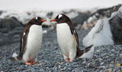 Les droits des animaux en pratique